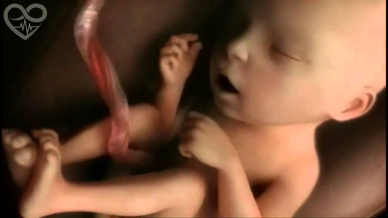 ontwikkeling baby in buik